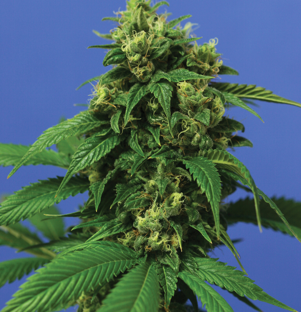 T.H. Seeds - Wreckage (fem.)