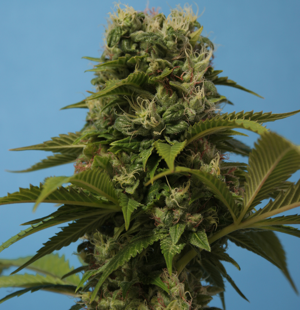 T.H. Seeds - Wreckage (fem.)