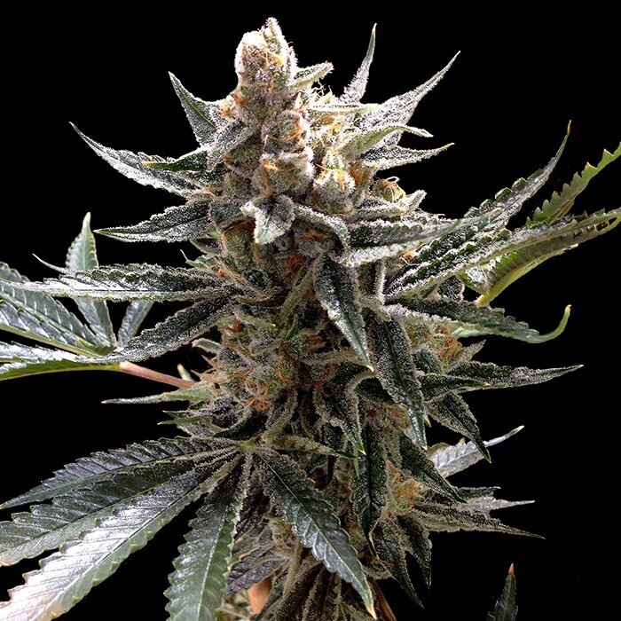 Reserva privada (DNA Genetics Seeds) - Tangie (fem.)