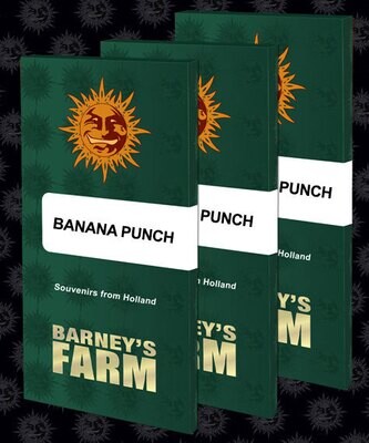 Barney's Farm - Banana Punch (fem.) 08049