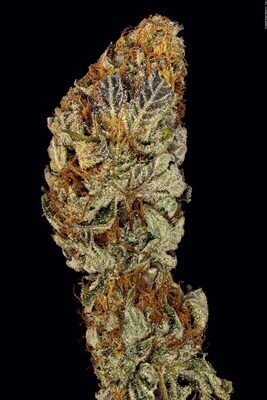 Paradise Seeds - Chocolate Wafflez (fem.) 08055