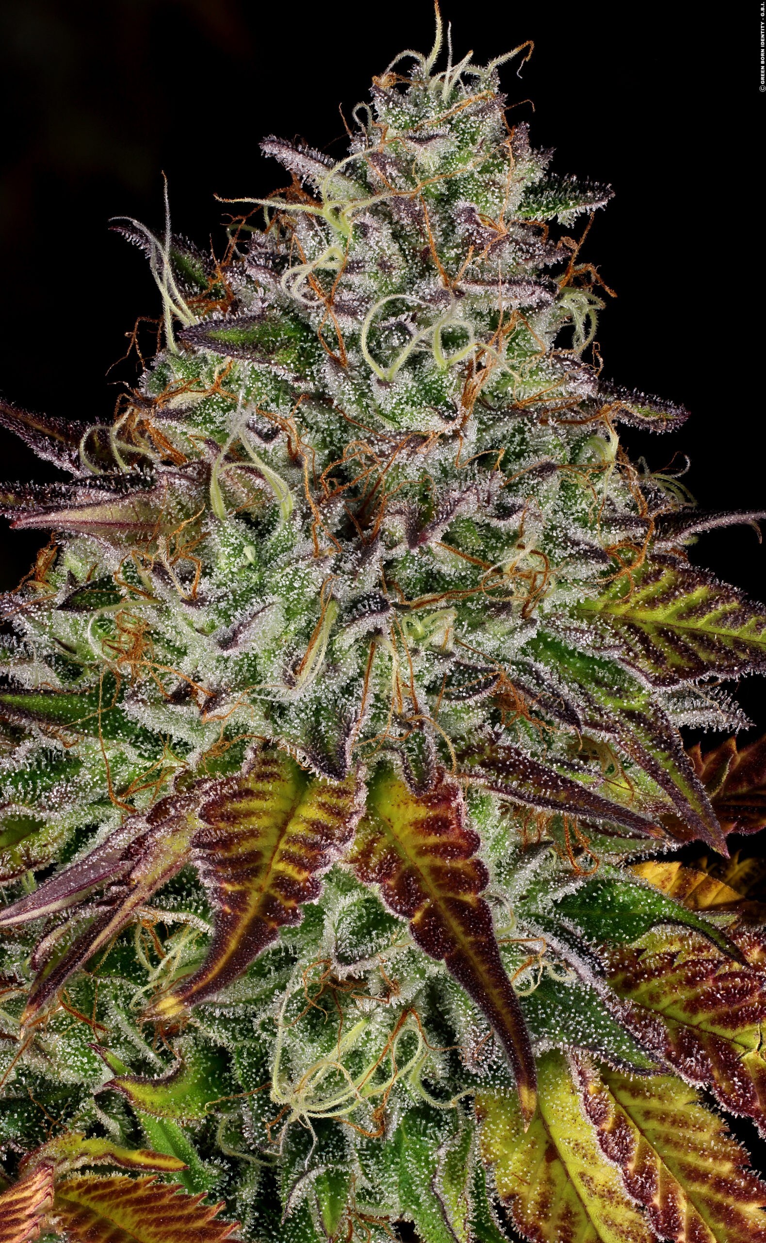Paradise Seeds - Apricot Candy (fem.)