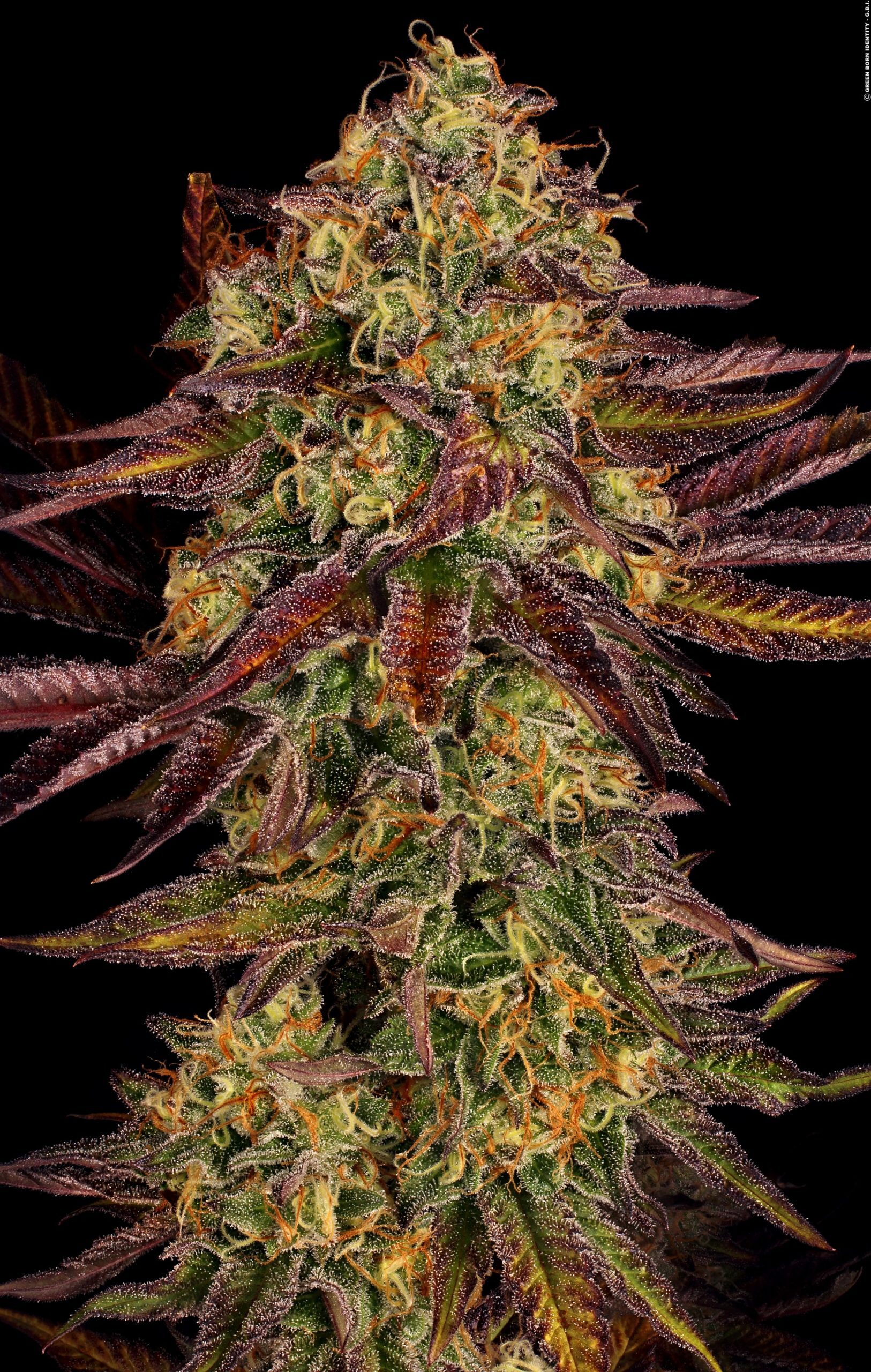 Paradise Seeds - Tangerine Sorbet (fem.)