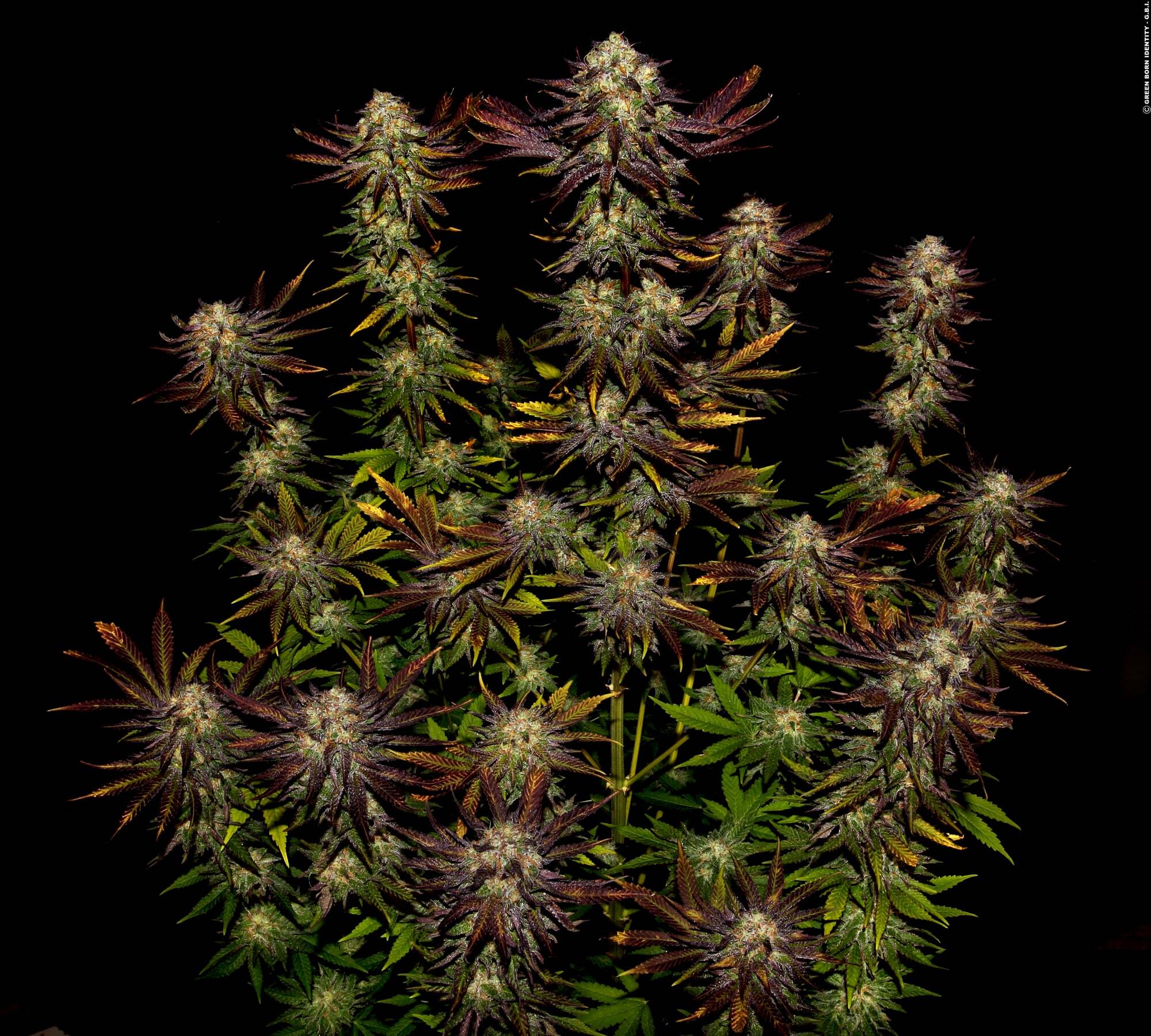 Paradise Seeds - Tangerine Sorbet (fem.)
