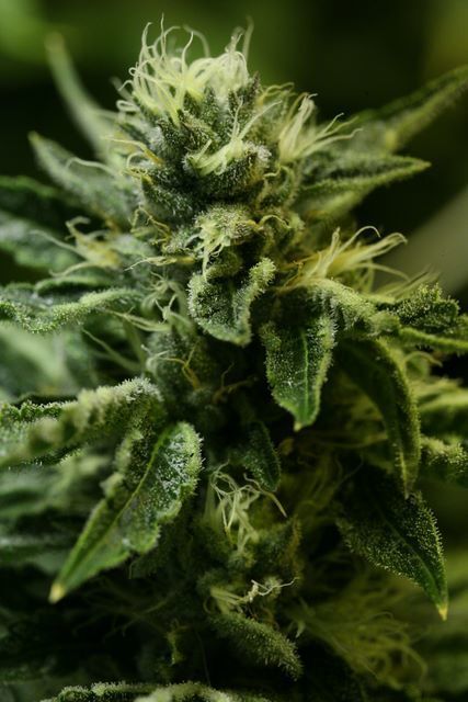 Devil's Harvest Seeds - Kuchi (reg.)