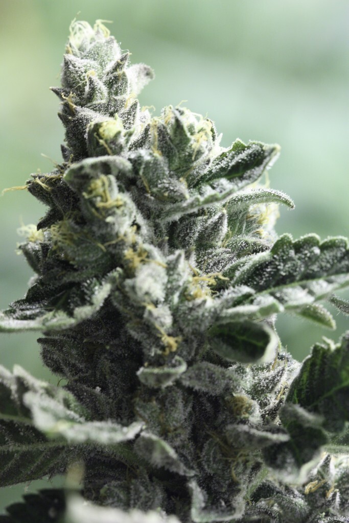 Devil's Harvest Seeds - Strawberry Sour Diesel (reg.)