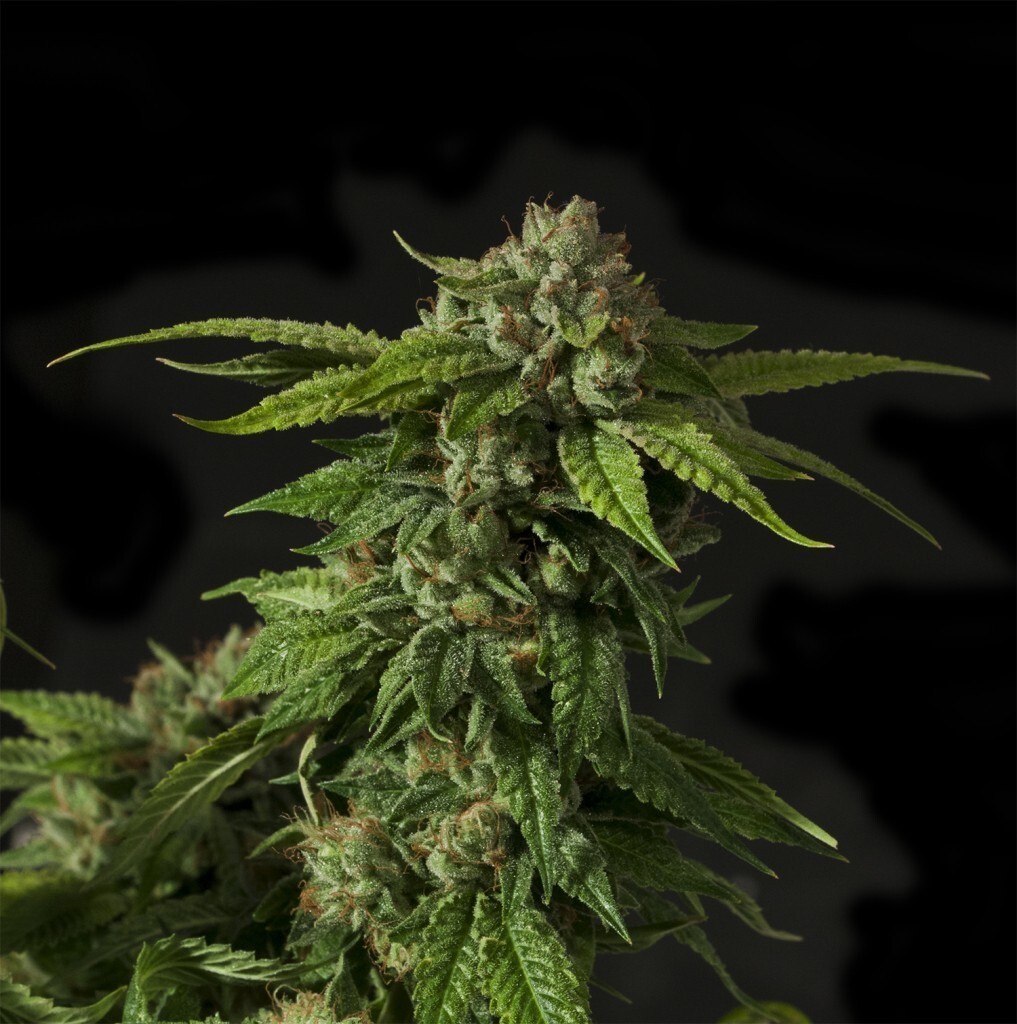 Devil's Harvest Seeds - Khufu (reg.)