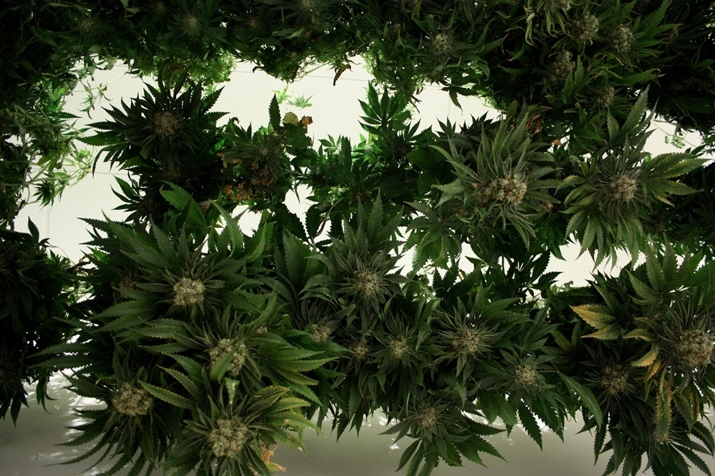 Devil's Harvest Seeds - Khufu (reg.)