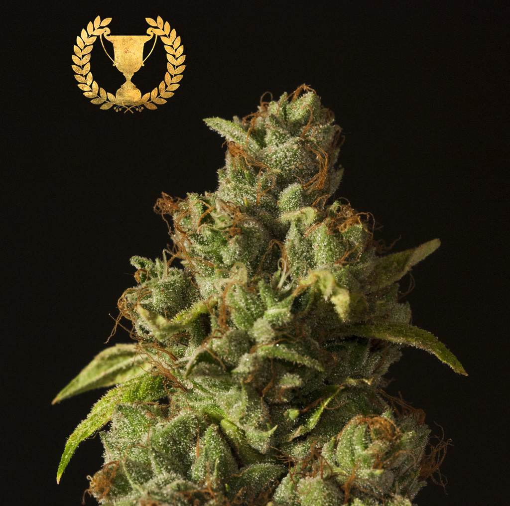 Devil's Harvest Seeds - Rollex OG Kush (fem.)