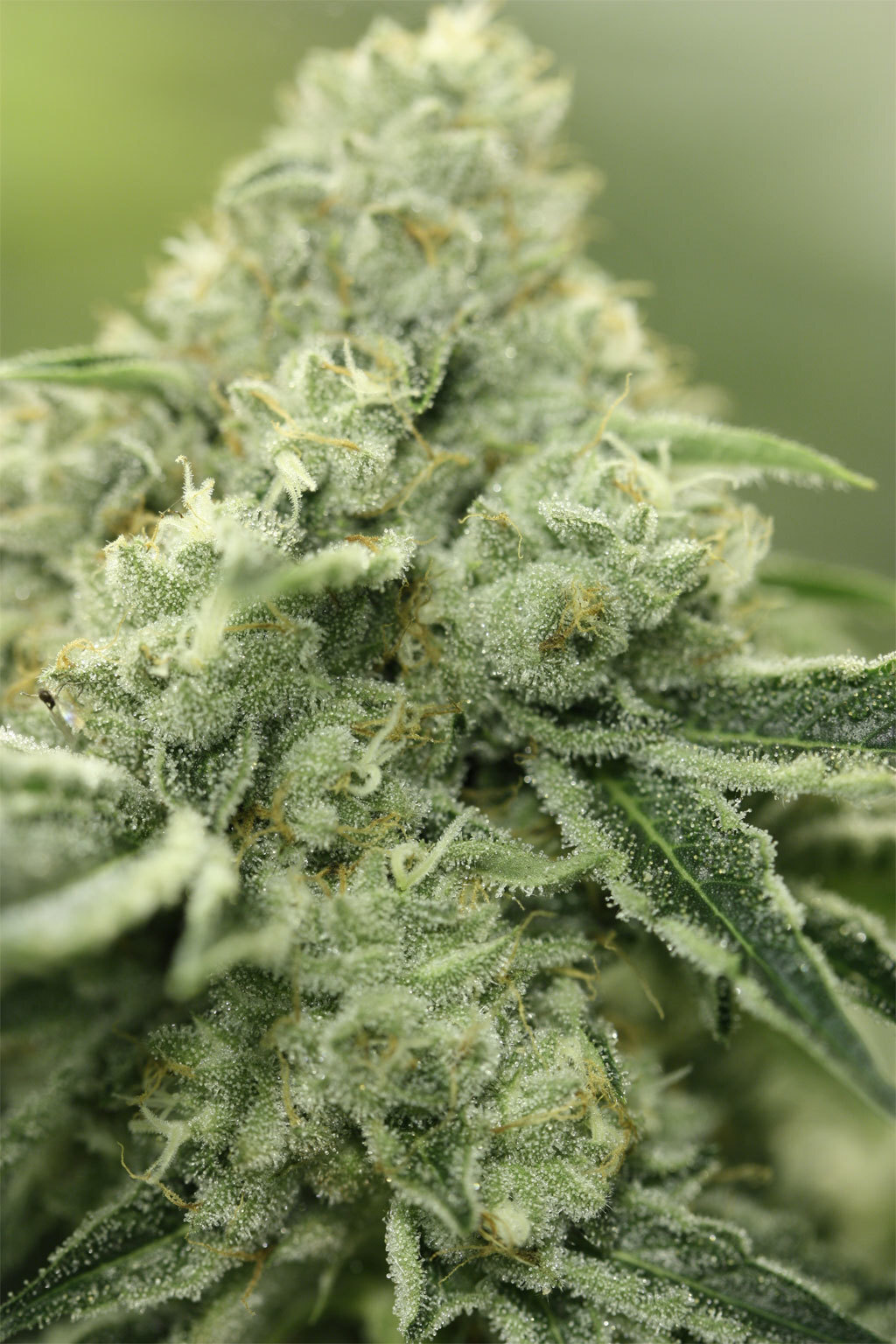 Devil's Harvest Seeds - Rollex OG Kush (fem.)