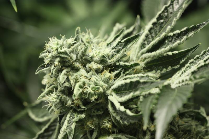Devil's Harvest Seeds - Rollex OG Kush (fem.)