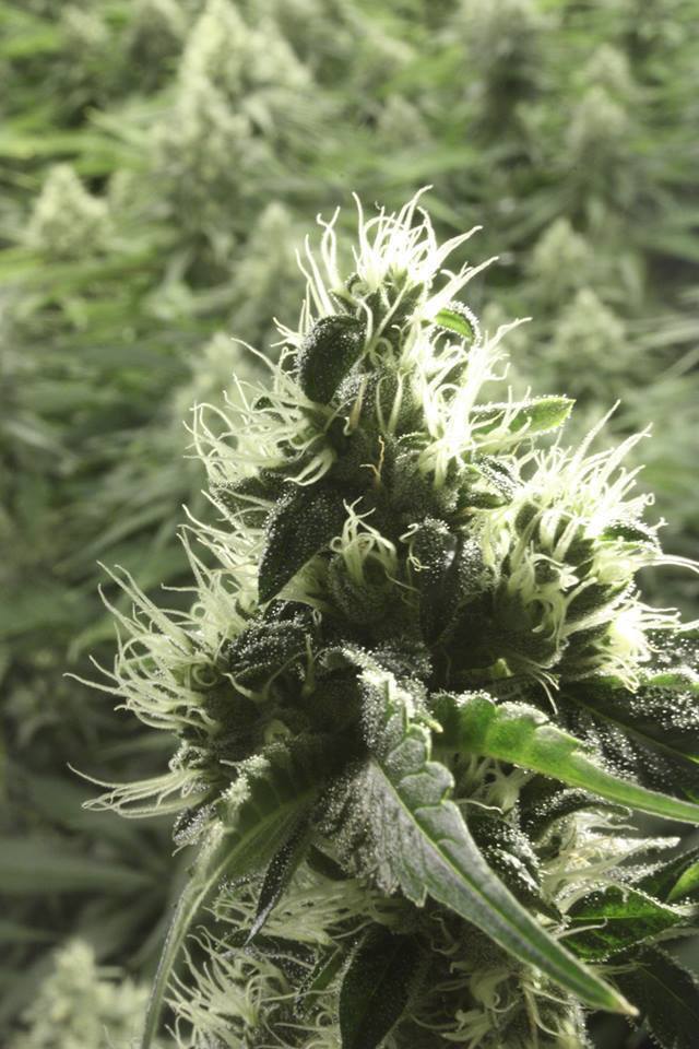 Devil's Harvest Seeds - Rollex OG Kush (fem.)