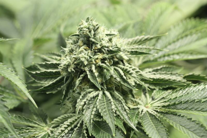 Devil's Harvest Seeds - Rollex OG Kush (fem.)