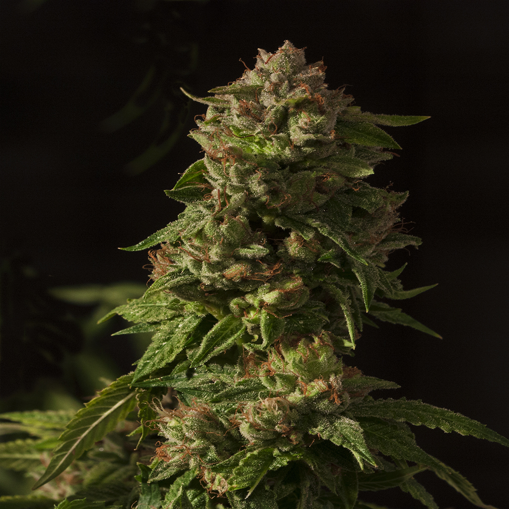 Devil's Harvest Seeds - Fallen Angel (fem.)