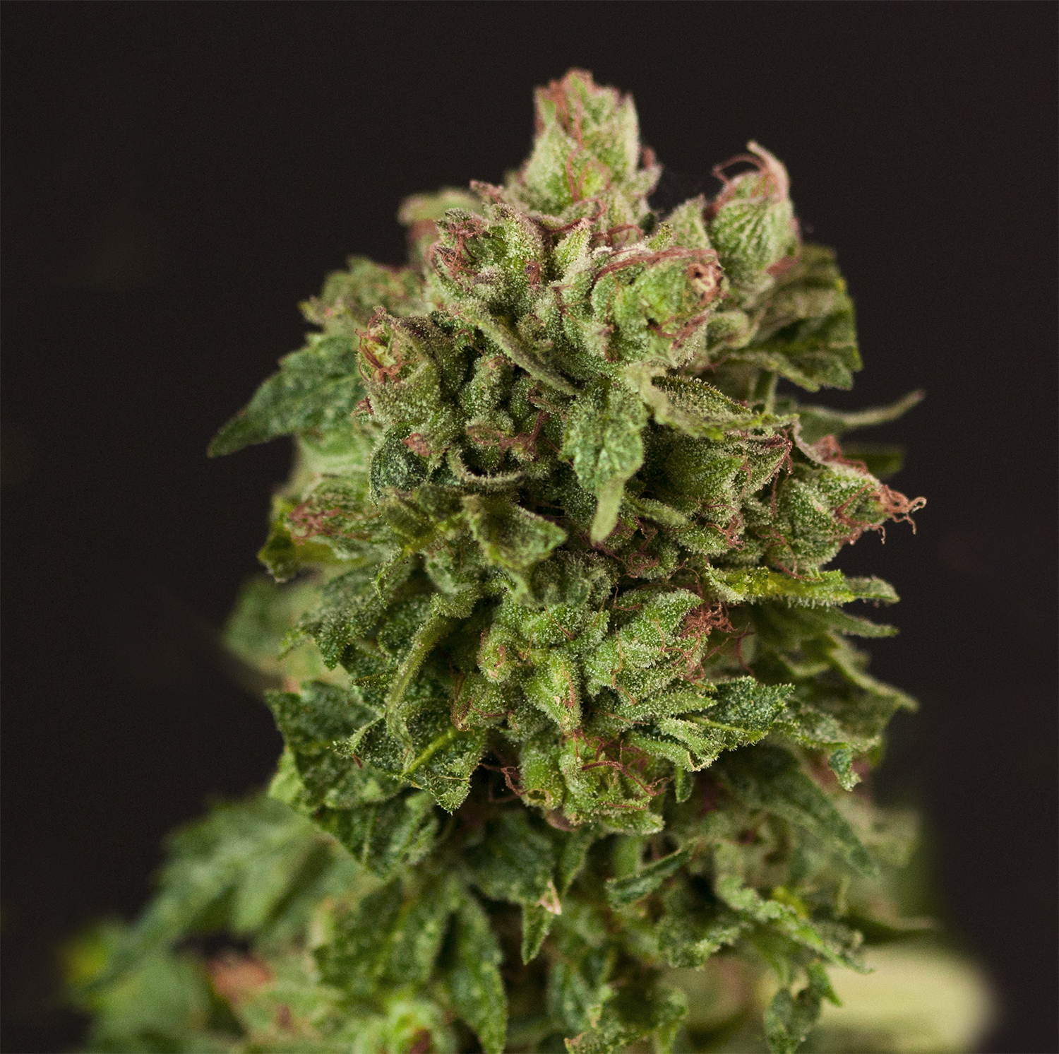 Devil's Harvest Seeds - Fallen Angel (fem.)