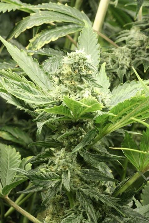Devil's Harvest Seeds - Fallen Angel (fem.)