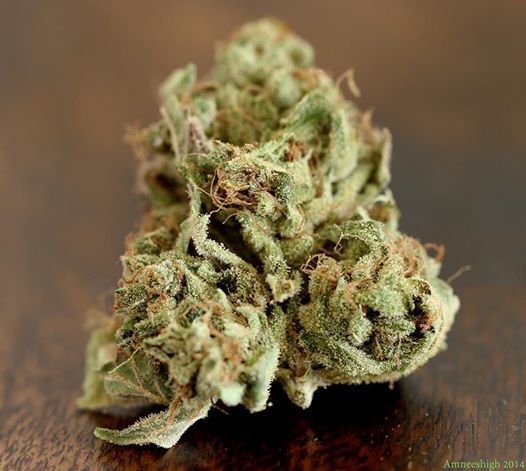 Devil's Harvest Seeds - Fallen Angel (fem.)