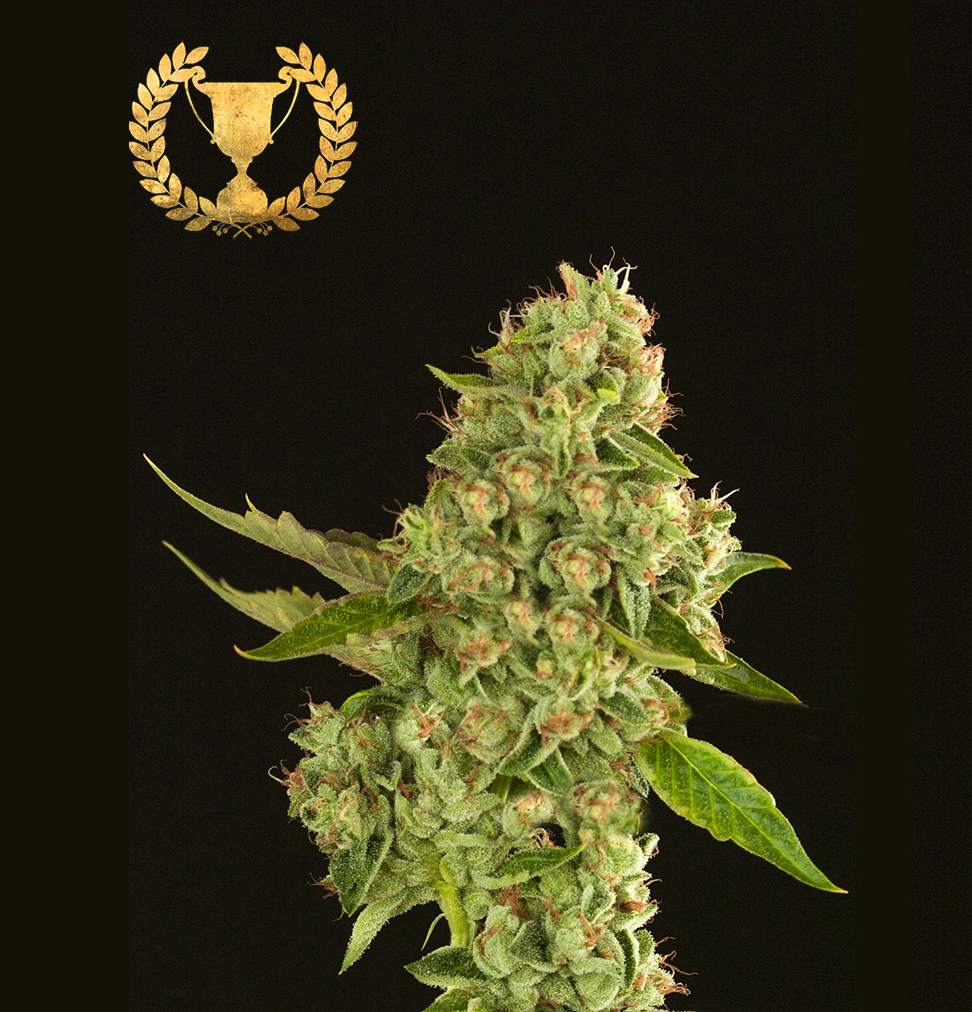 Devil's Harvest Seeds - Kuchi (fem.)