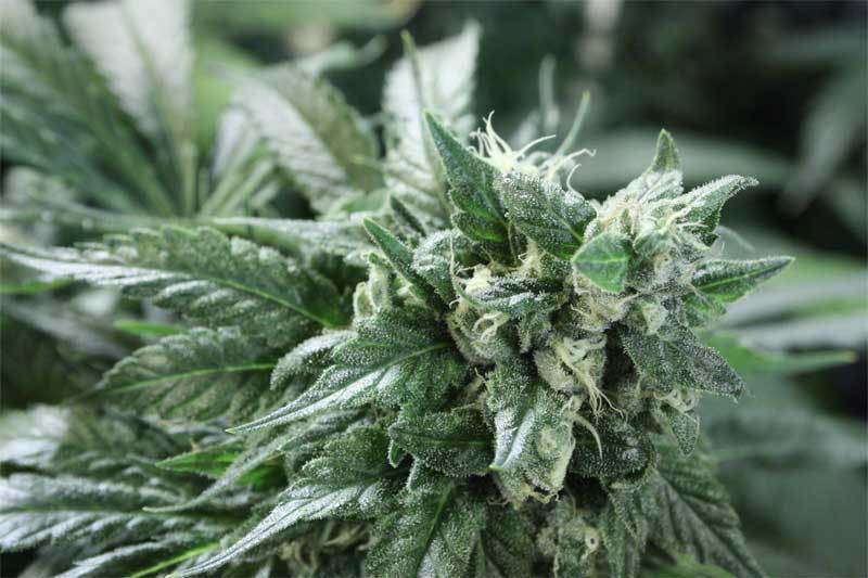 Devil's Harvest Seeds - Kuchi (fem.)