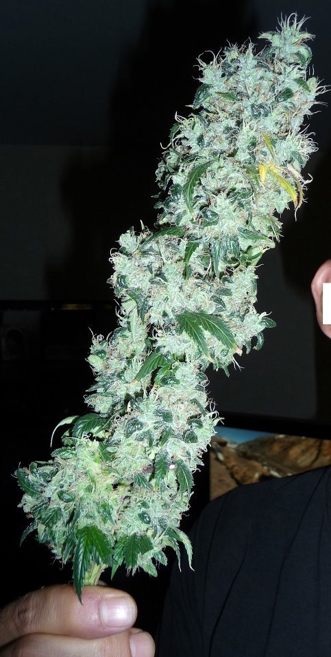 Devil's Harvest Seeds - Kuchi (fem.)