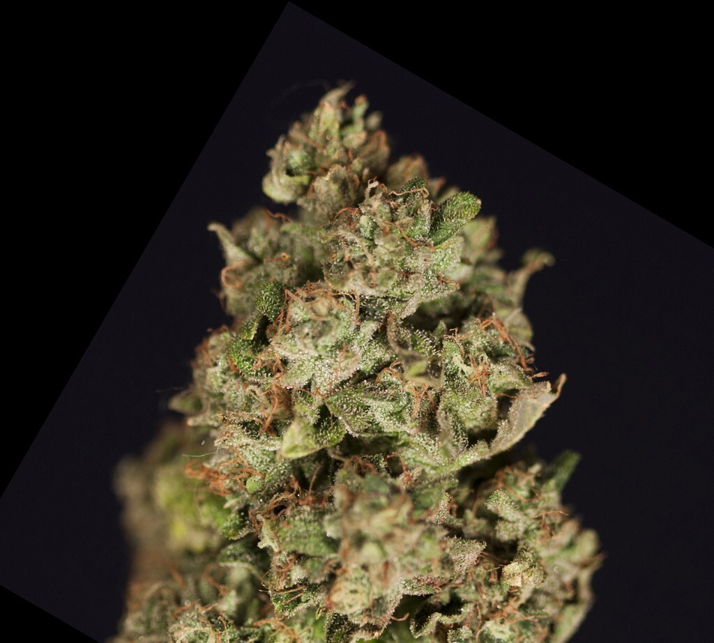 Devil's Harvest Seeds - Kuchi (fem.)