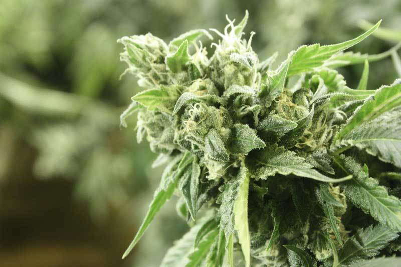 Devil's Harvest Seeds - Kuchi (fem.)