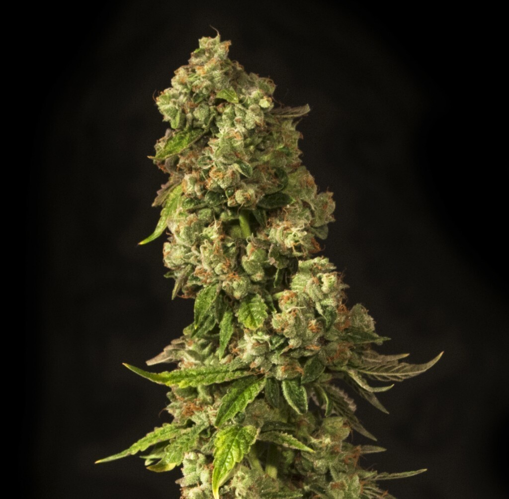 Devil's Harvest Seeds - John Doe (reg.)