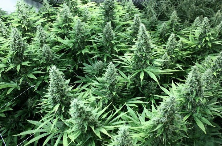 Devil's Harvest Seeds - John Doe (reg.)