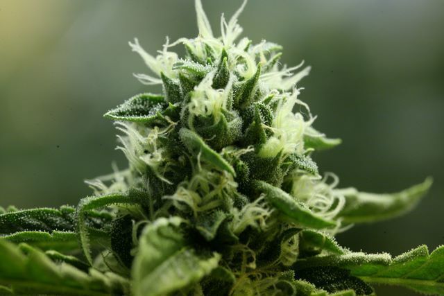 Devil's Harvest Seeds - John Doe (reg.)
