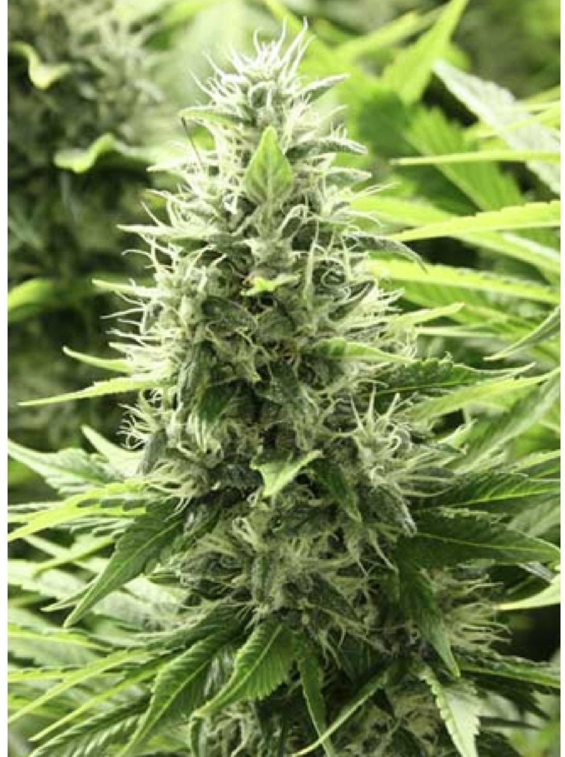 Devil's Harvest Seeds - John Doe (reg.)