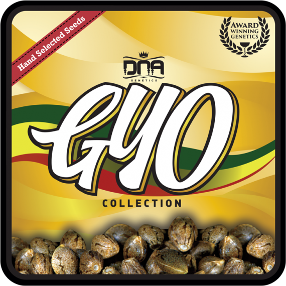 Grow Your Own (DNA Genetics) - El Fuego (fem.)
