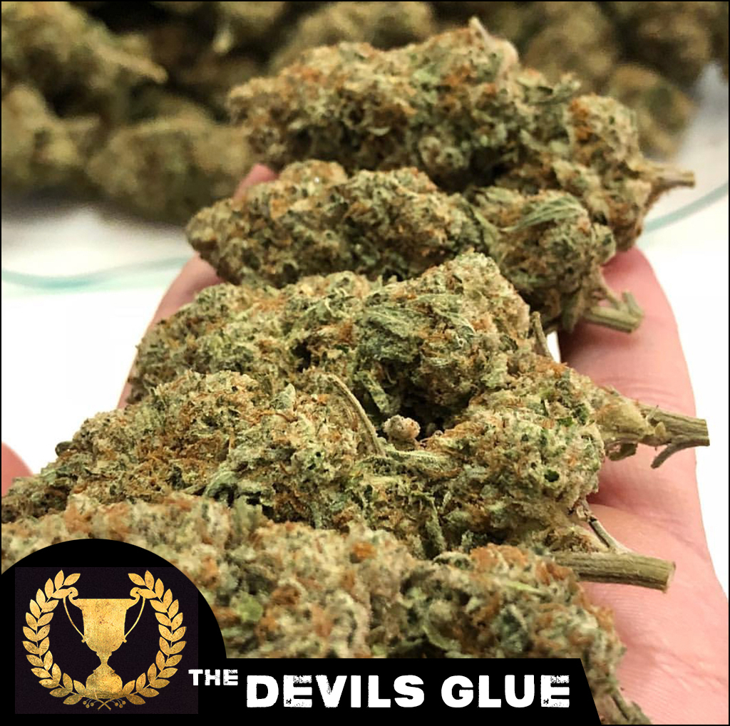 Devil's Harvest Seeds - Devil's Glue (fem.)