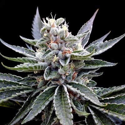 Grow Your Own (DNA Genetics) - Florida Gold (fem.) 02705