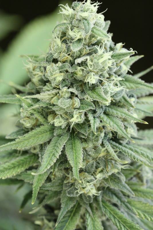 Devil's Harvest Seeds - Casey Jones (reg.)