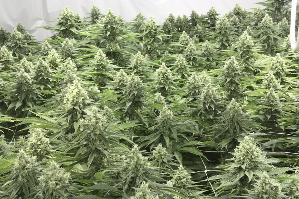 Devil's Harvest Seeds - Casey Jones (reg.)