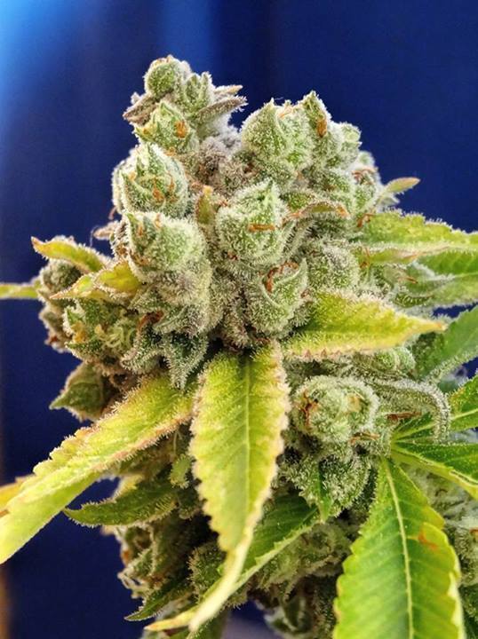 Devil's Harvest Seeds - Casey Jones (reg.)