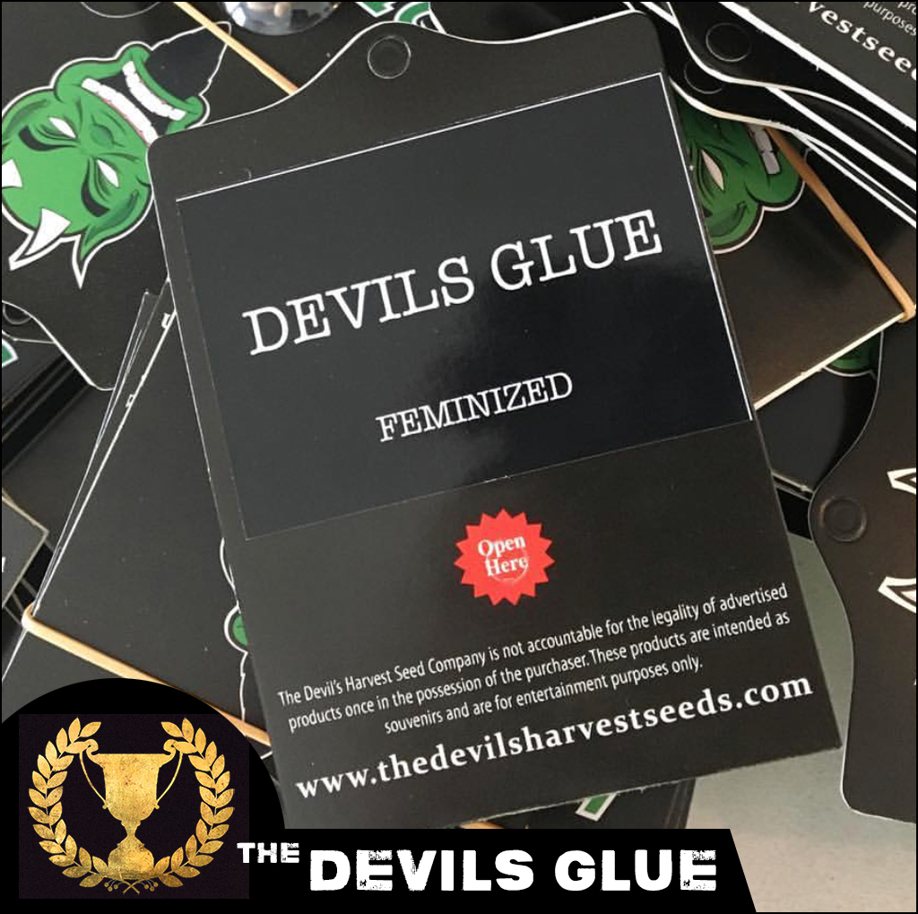 Devil's Harvest Seeds - Devil's Glue (fem.)