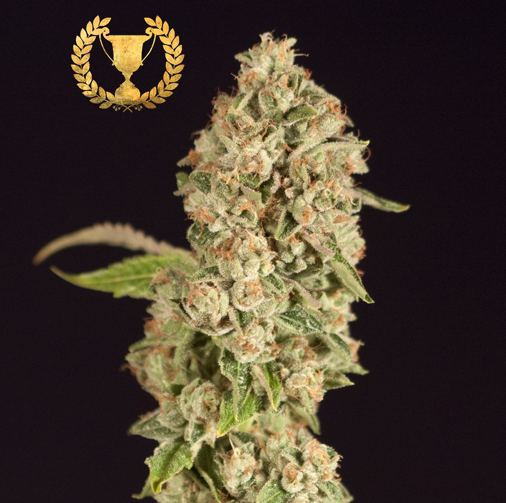 Devil's Harvest Seeds - OG Reek’n (reg.)