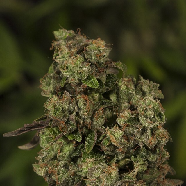 Devil's Harvest Seeds - OG Reek’n (reg.)