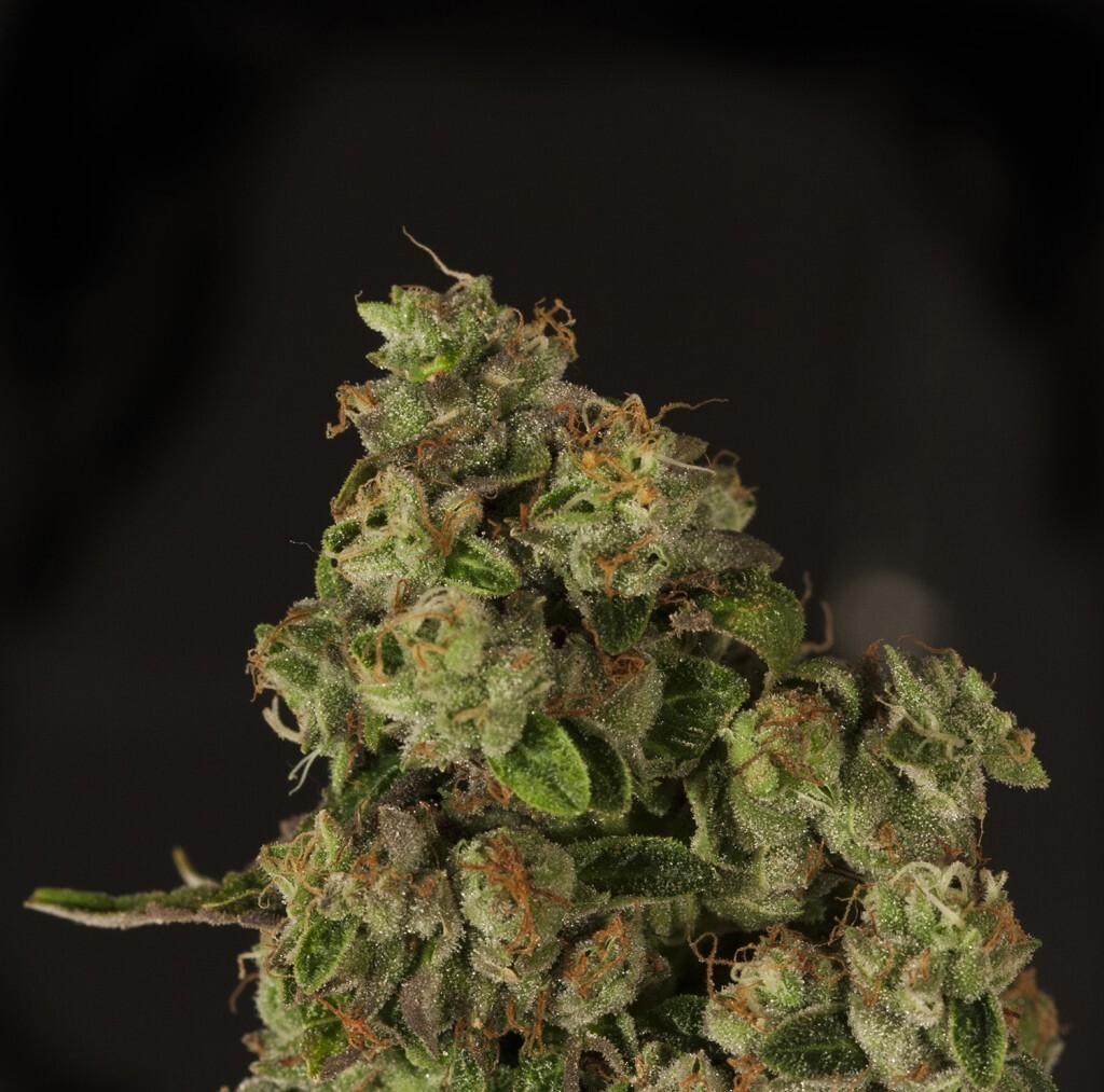 Devil's Harvest Seeds - OG Reek’n (reg.)