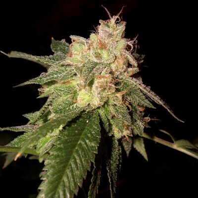Reserva Privada (DNA Genetics Seeds) - OG Kush (fem.) 04080