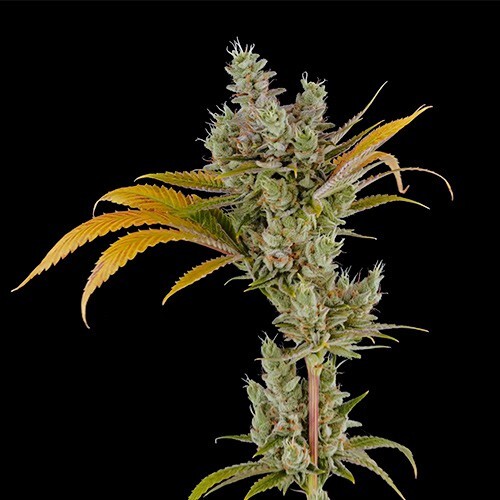 DNA Genetics - 24k Gold (fem.)
