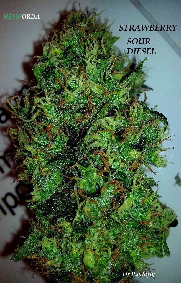 Devil's Harvest Seeds - Strawberry Sour Diesel (fem.)