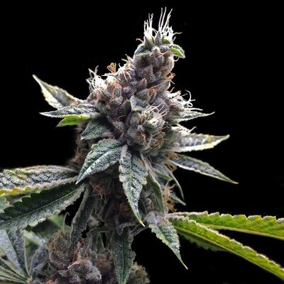 Grow Your Own (DNA Genetics) - Florida OG (fem.) 02707