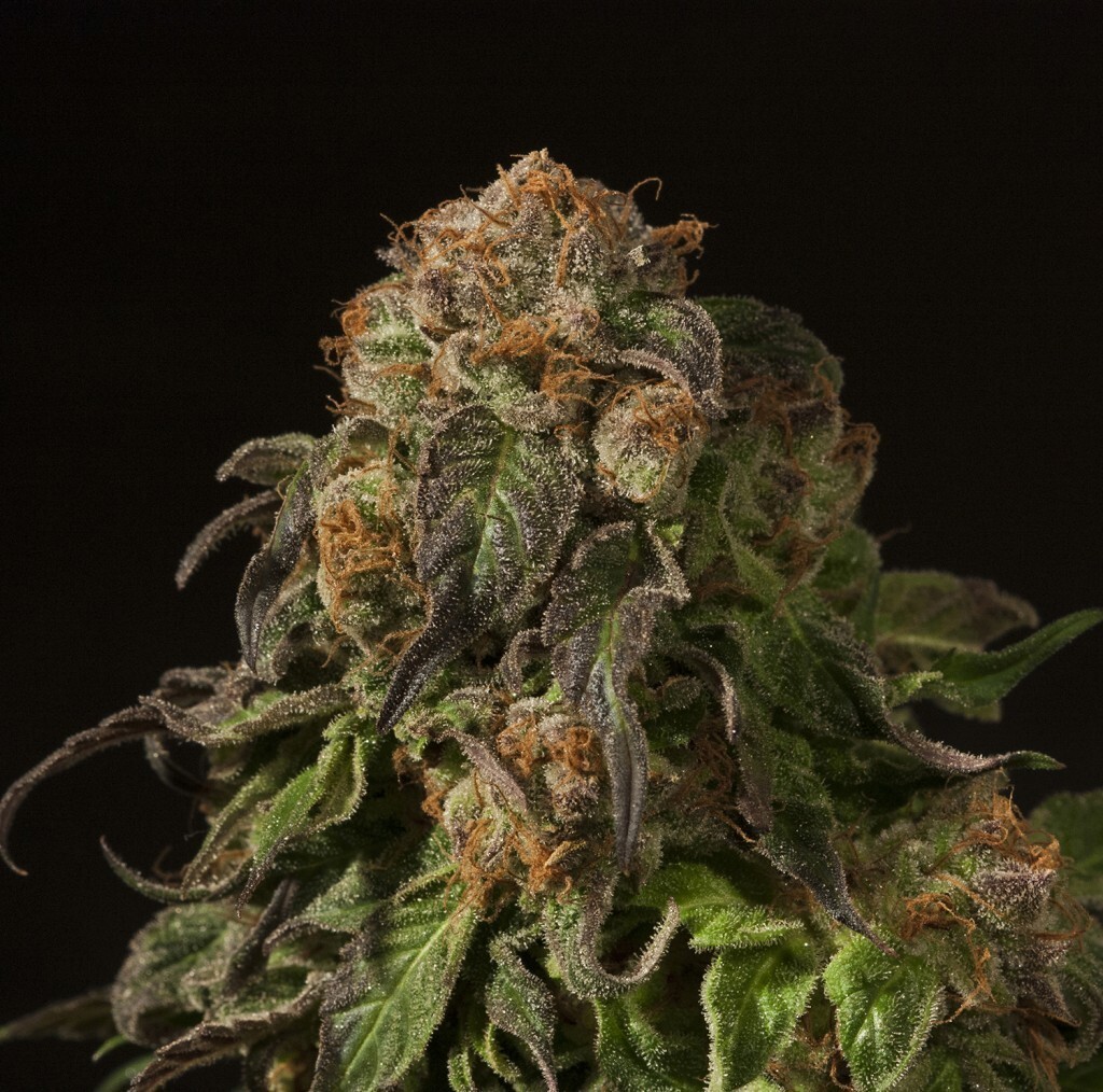 Devil's Harvest Seeds - Shoreline (fem.)