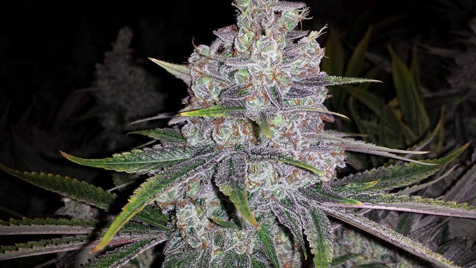 Devil's Harvest Seeds - Shoreline (fem.)