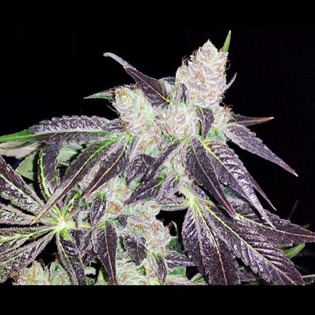 Devil's Harvest Seeds - Shoreline (fem.)