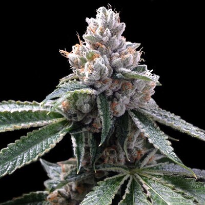 Grow Your Own (DNA Genetics) - Florida Lemons (fem.) 02706