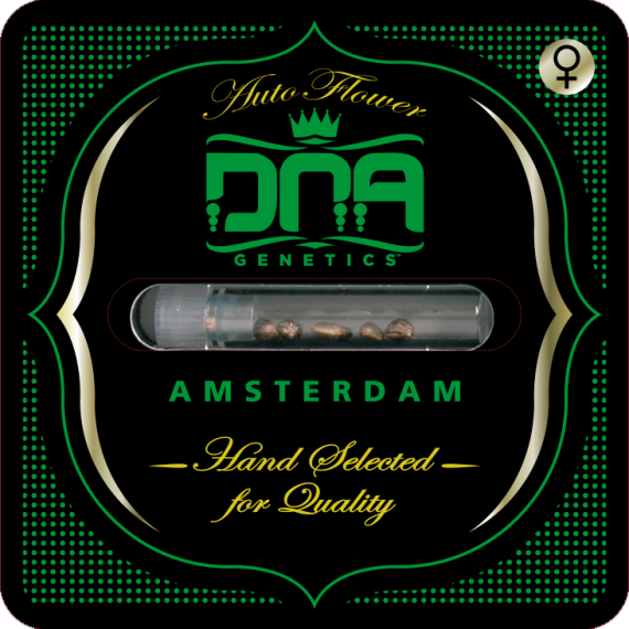 DNA Genetics - 60 Day Wonder (auto/fem.)