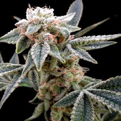 Grow Your Own (DNA Genetics) - White Alien (fem.) 02709